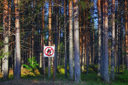 灾难松树危险禁止的营火在俄罗斯卡雷利亚保护森林免受火灾危害的概念在清晨一日阳光照耀的黄昏松木中发出警告标志图片