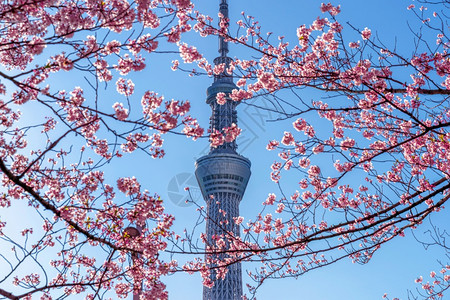 千鸟之渊游客季节东京日本横田Tokyo日本19年4月日201年美丽的樱花和东京天空树在日本东京的春天城市背景