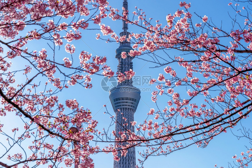 游客季节东京日本横田Tokyo日本19年4月日201年美丽的樱花和东京天空树在日本东京的春天城市图片