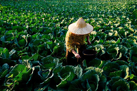 女园丁手向种植的菜物工厂施用化肥料高度自然最佳图片