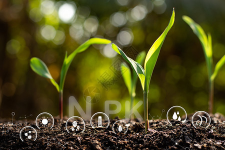 庄稼年轻的从肥沃土壤中生长出玉米苗有关于土壤退化的技术标志符号包括季节图片