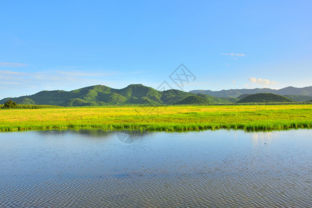 户外花园泰国阳光明媚的黄色草地热带田水山自然风景图天空图片