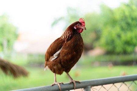 范围食物农业站在栅栏上外面的红鸡母图片