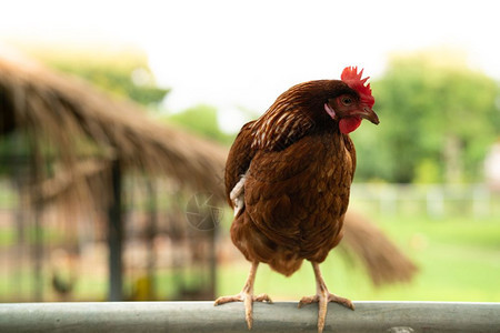 站在栅栏上外面的红鸡母咕食物外部图片