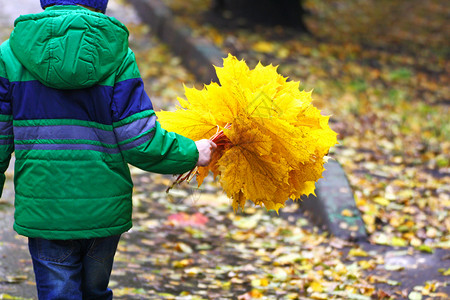 拿着枫叶男生儿童手中一束黄色秋叶背景