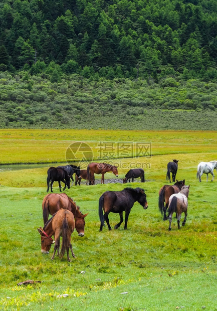 平静的国内亚丁州一级保留地的青乌牧场上吃草的马群森林图片