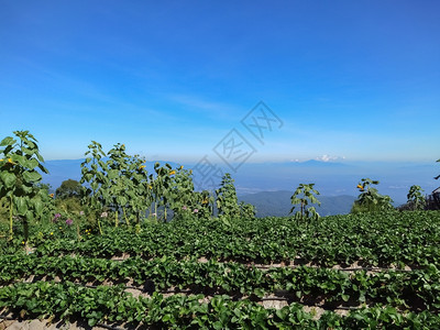 分支春天叶子山上的农场草莓浆果图片