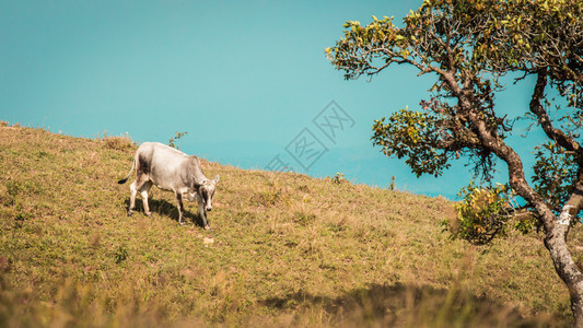 乳制品山上绿草地的牛肉图片
