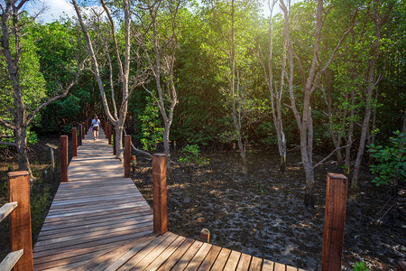 老的荒野在泰国昌塔胡里森林红树中走着木桥坦桑尼亚图片