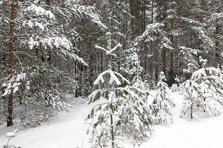 拍照森林冬季雪在下后出现冬季的雪流在天飘动季十二月图片