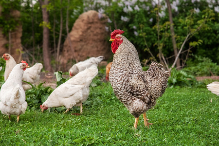 羽毛农场草公鸡和在院子里养眼睛图片