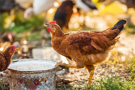 梳子草公鸡和在院子里养农场有机的图片