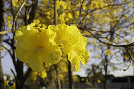 美丽的黄色夏花股票照片叶子花的街道图片