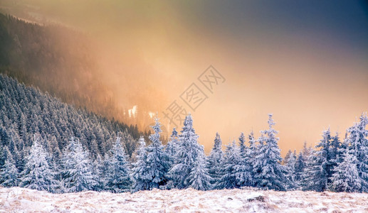 雪覆盖了松树冬天背景令人惊叹太阳美丽山图片