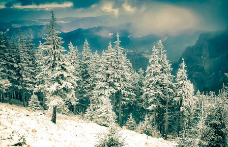 精彩的木头假期雪覆盖了松树冬天背景令人惊叹图片