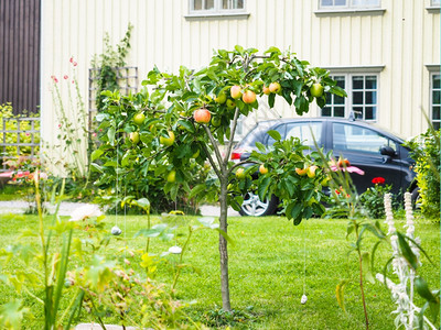 明亮的健康叶子小苹果树在菜园的蜜蜂屋前新鲜绿草背景图片