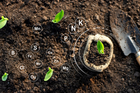 园艺玉米苗从肥沃的土壤中生长并具有关于适合种植的土壤中矿物技术图标b耕种植物泥图片