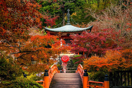 秋天日本京都大地寺的风景和多彩青树女孩亚洲人木图片