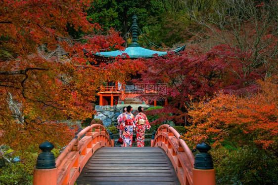 季节植物秋天日本京都大地寺的风景和多彩青树亚洲人图片