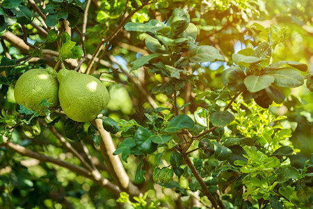 自然蔬菜果子树上生长的近距离绿色葡萄果在花园背景中种植柑橘水果叶子天背景图片