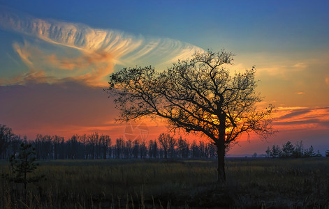 的树在田野中对抗红橙色日落和环状云在日落时独立橡树环境场地草图片