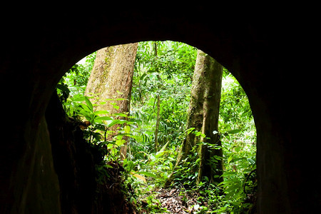 自然由质地通往神秘森林的空暗地道从隧内部看出来着图片