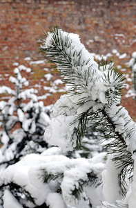 十二月冰雪覆盖松树枝寒冬日景观冷的季节性高清图片素材