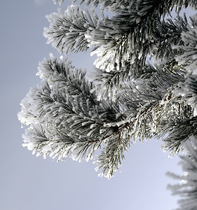 天气树叶木冰雪覆盖松枝寒冬日常绿高清图片素材