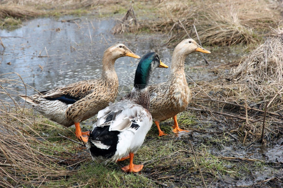 春天湖上三个美丽的鸭子羽毛丰富多彩的图片