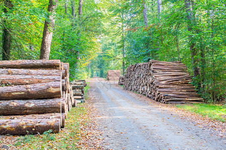 产品森林中的公路两边都布满树干自然木材图片