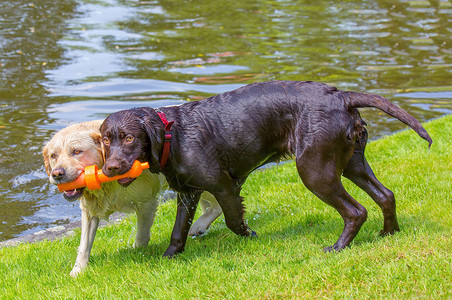 金发女郎两只拉布多狗咬在水边的橙色橡胶玩具上德尔登拉布多犬图片