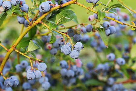树枝上的蓝莓图片