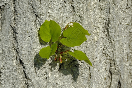 绿色新的蕊保加利亚卢多戈里林登树石灰皮上新芽枝的背景图片