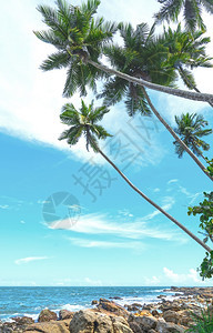 自然天堂夏热带岩石海滩包括椰子棕榈树沙滩和海洋Tangalle岛斯里兰卡南部省亚洲图片