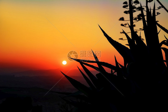 夕阳背景下的热带植物黑色剪影夕阳背景下的热带植物黑色剪影太阳云颜图片