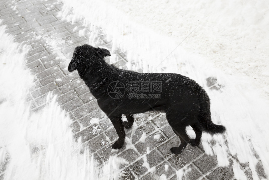 站在扫雪的路上着无处流浪黑色独居狗是一只在雪地落下时被扔到街上的动物紧贴黑色休息友谊图片