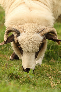 场地在农院子里绿草地上放牧的白羊关闭农业图片