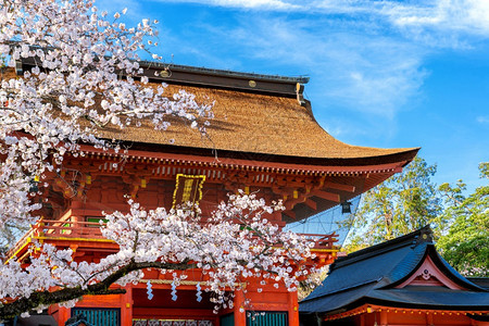 日本的圣殿和樱花在日本的春天文化遗产白色的图片