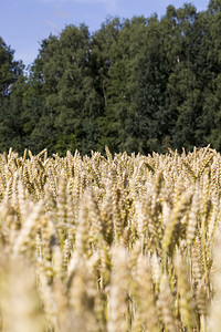 天阳光明亮照的农用田地小麦或黑阳光明亮的夏日照鲜花粉庄稼蓝色图片