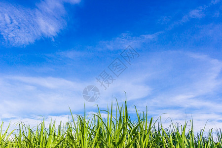 谷物户外甜的在蓝天上成长绿色玉米田图片
