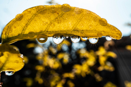 雨滴草叶子上的水闪发光亮的背景图片