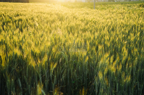 太阳农业青小麦田日落明亮年轻的图片