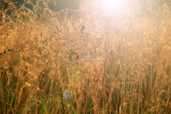 水滴明亮的天气夏月风景黎晨日阳光下草地和蜘蛛网以太阳为照亮的夏季景观黎晨日光露出清晨点草地西普亚夏月风景黎明时草地和椰子网以太阳图片