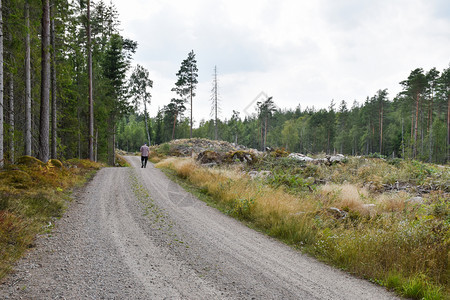 绿色瑞典人走在碎石路上穿过美丽的金银森林针叶图片