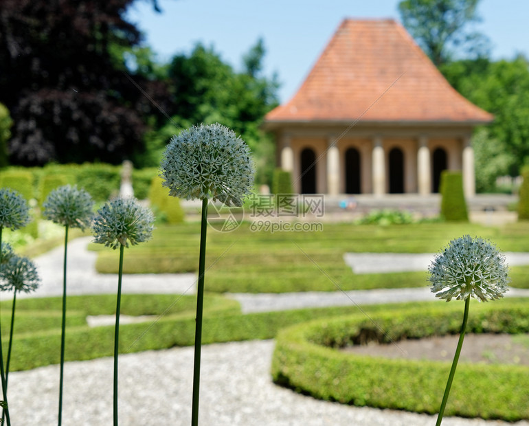 自由度在德国一个蓄意模糊的馆子前一个巴洛克花园里的Alliumkarataviense亭衬套图片