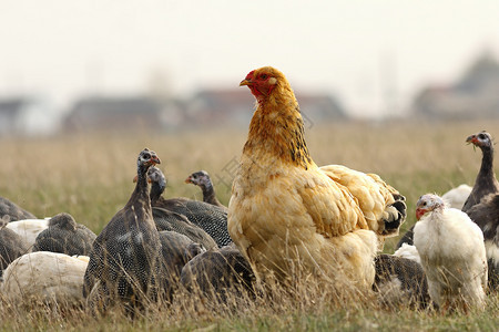 自由棕色的农场附近一头大母鸡在草坪上寻找食物以及一群头戴盔的麦地禽为了图片