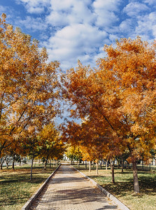 公园多彩的秋树图片