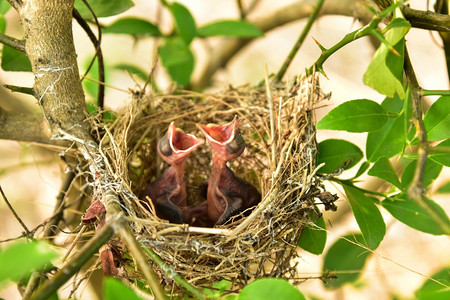有小婴儿的鸟巢家庭喂食户外图片