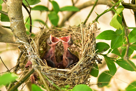 关心野生动物有小婴儿的鸟巢图片