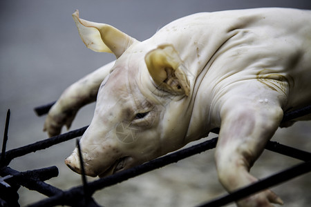 宴会乳猪熟食肉的详细节素食牛排吃猪红色的年轻图片